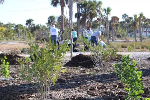 volunteers gardening

